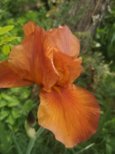 Orange 8lei - Irisi disponibili