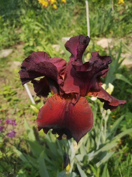 Dinamite 12lei - Irisi disponibili