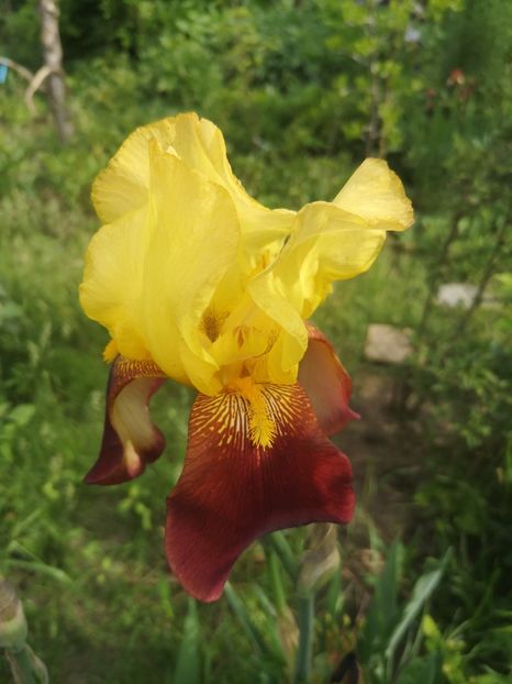 N4 8lei - Irisi disponibili