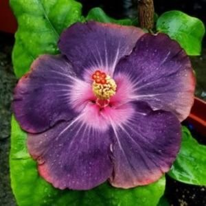 Bo Den Lilac Princess - 0 - A - Hibiscus R Sinensis - Tropical - Plante Altoite