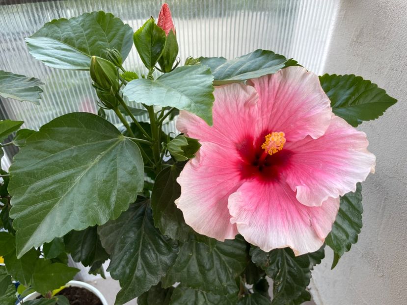 240E3487-55CC-4310-9940-58C6C69B3662 - 001 - Hibiscusi