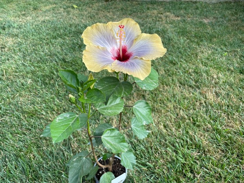 4DA9C32E-97F8-4CE1-80CF-F3DD2EFBA25D - 001 - Hibiscusi