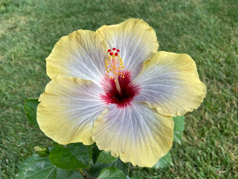 67C642A2-8453-4096-99B5-2B567CF4039D - 001 - Hibiscusi