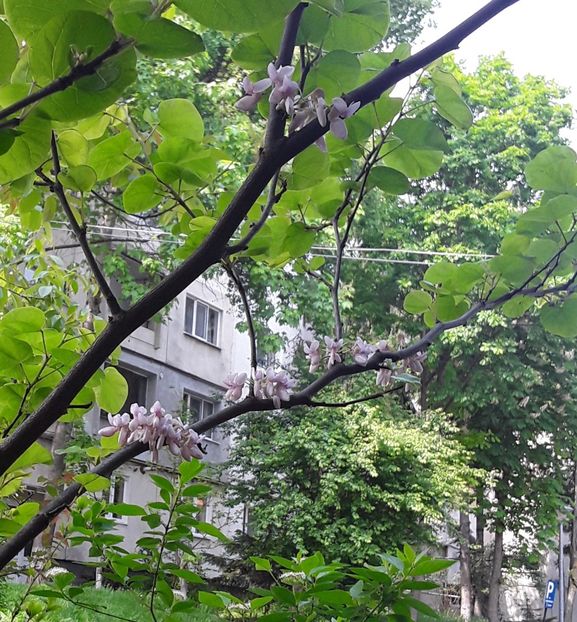  - Gradina 2023