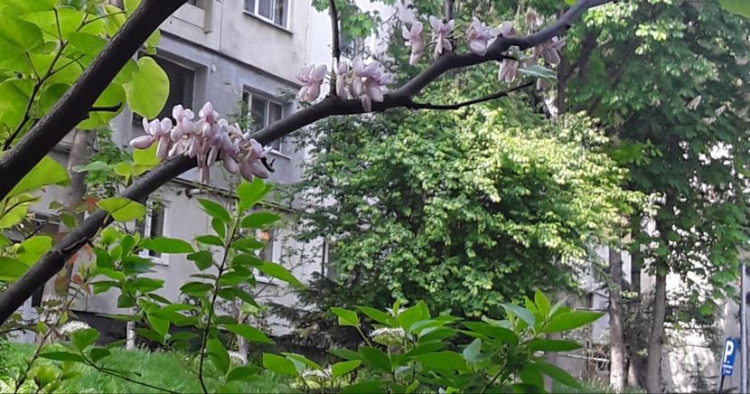  - Gradina 2023