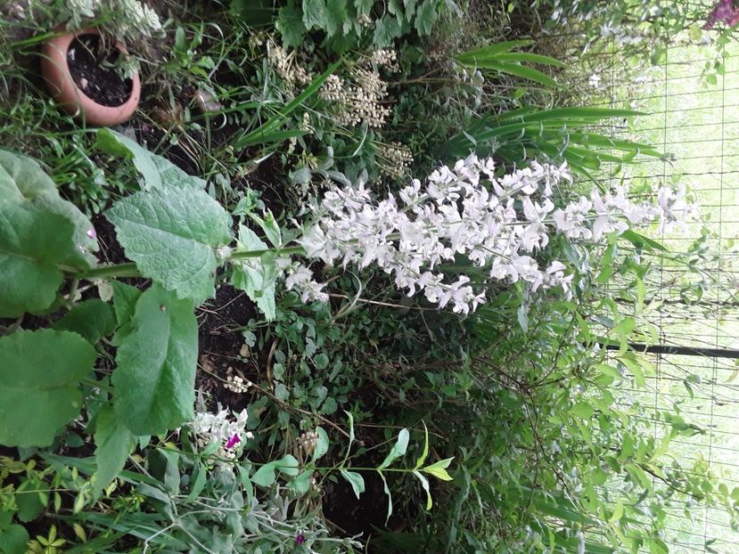  - Gradina 2023