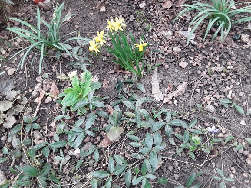  - Gradina 2023
