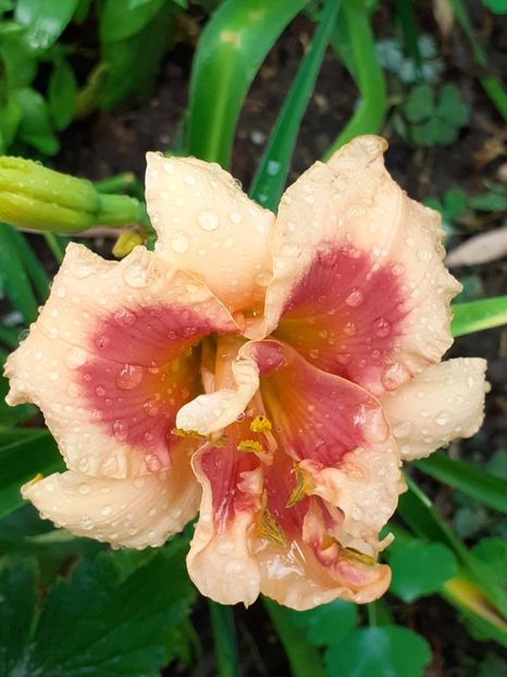  - 0001 HEMEROCALLIS - DELPHINUM
