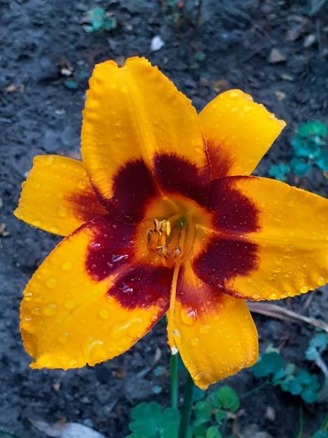  - 0001 HEMEROCALLIS - DELPHINUM