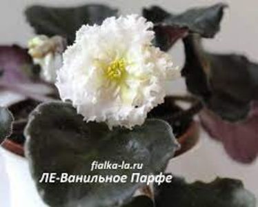 net - Le Vanilnoe Parte