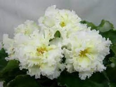 net - Le Vanilnoe Parte