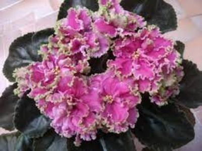 net - LE-Anzhela Devis