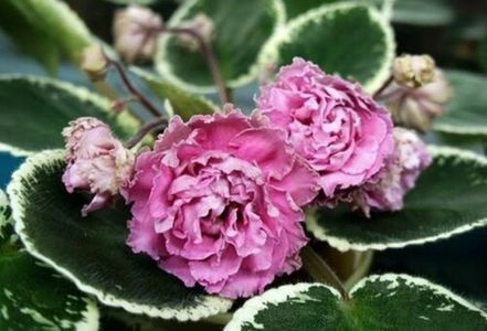 net - LE-Madam Pompadur