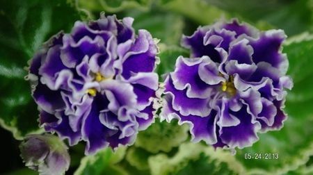 net - Letnie Sumerki