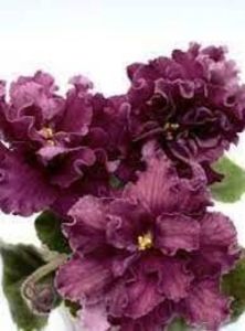 net - LF Cremovy Desert