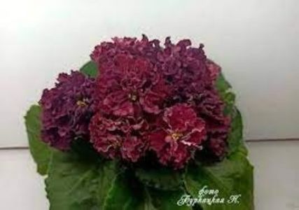 net - LF Cremovy Desert