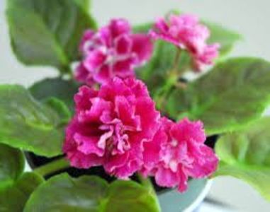 net - Moroznaya Vishnia