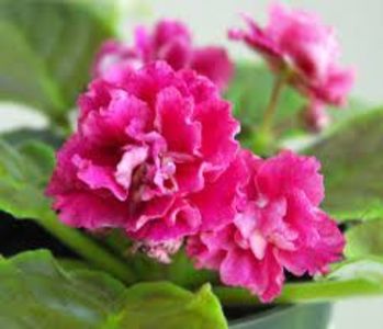 net - Moroznaya Vishnia