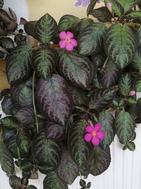 Daca ultimile doua postari nu corespund ID, va rog sa ma corectati... Multumesc! - Pinkiscia