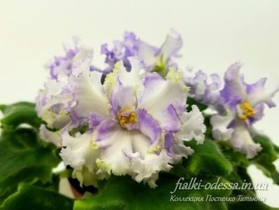 net - RM Golubaya Lenta