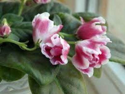 net - RM-Volshebny Tulpan