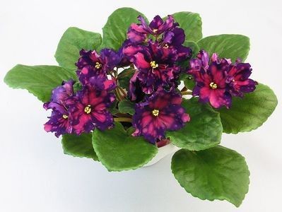 net - RS Meta-Galaktika