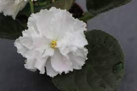 net - RS Nezhnoe Prikosovenie