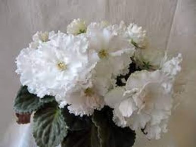 net - RS Nezhnoe Prikosovenie