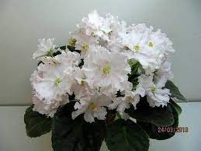 net - RS Nezhnoe Prikosovenie