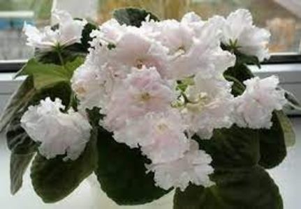 net - RS Nezhnoe Prikosovenie