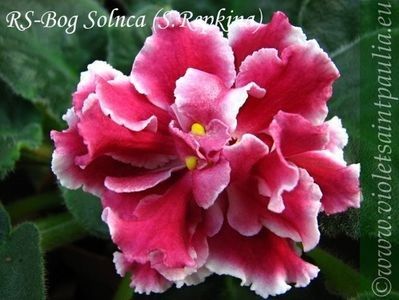 net - RS Bog Solntsa