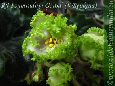 net - RS-Izumrudnyj Gorod