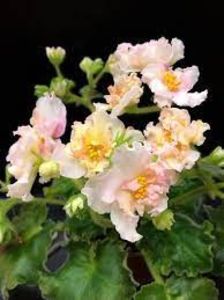 net - Sunkissed Rose