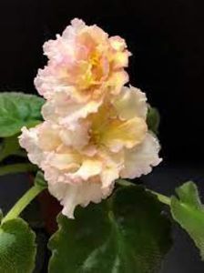 net - Sunkissed Rose