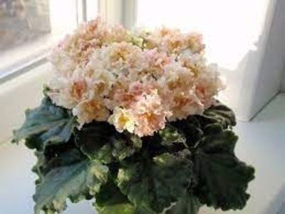 net - Sunkissed Rose