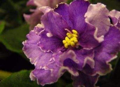 net - Ultra Violet Nebula