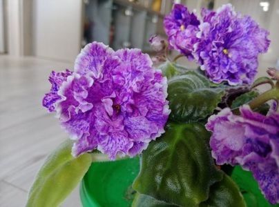 net - VaT Prazdnichnyj Naryad Pugovki