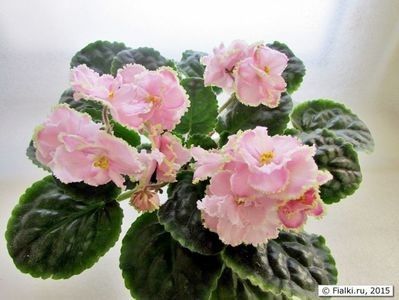 net - Zima Ulybaetsia