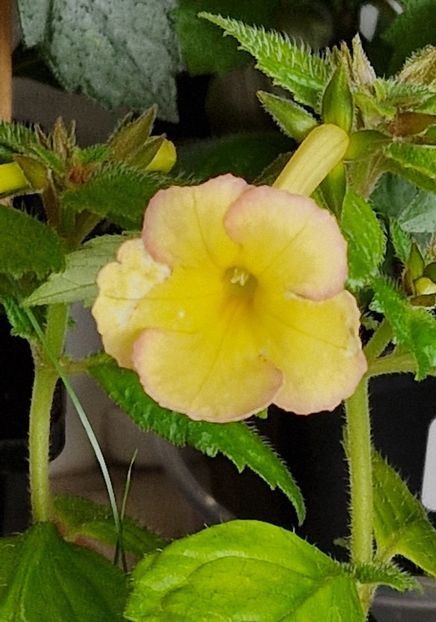 Sauline - Achimenes 2023