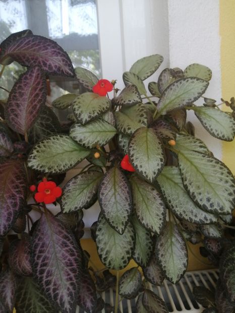  - Episcia 1 Silver sheen