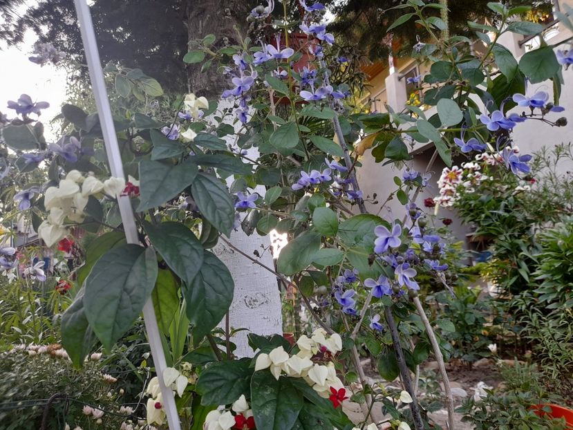  - 1 Bucurii nemuritoare 2023