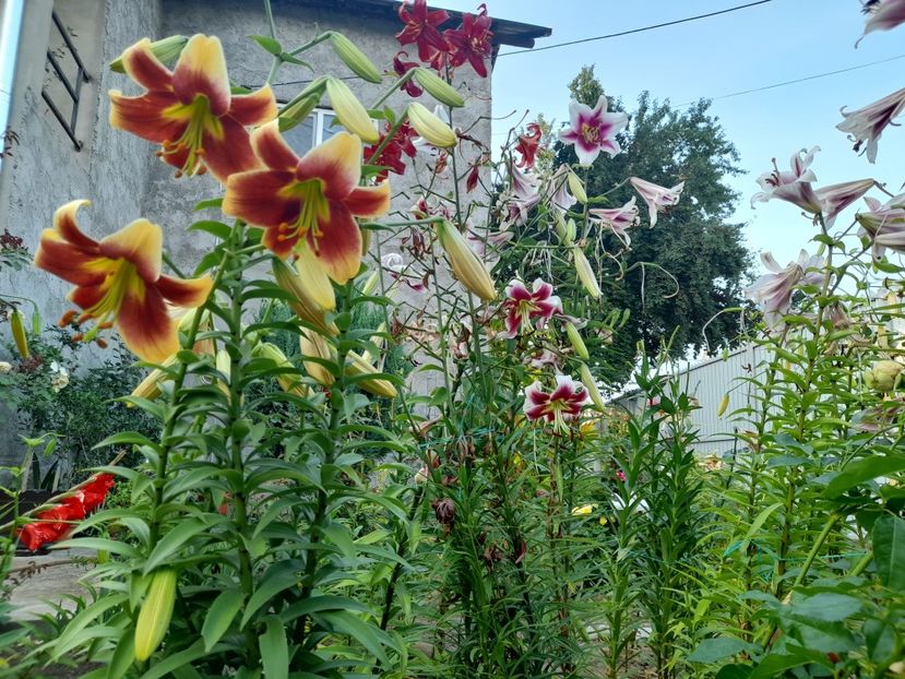  - 1 Bucurii nemuritoare 2023