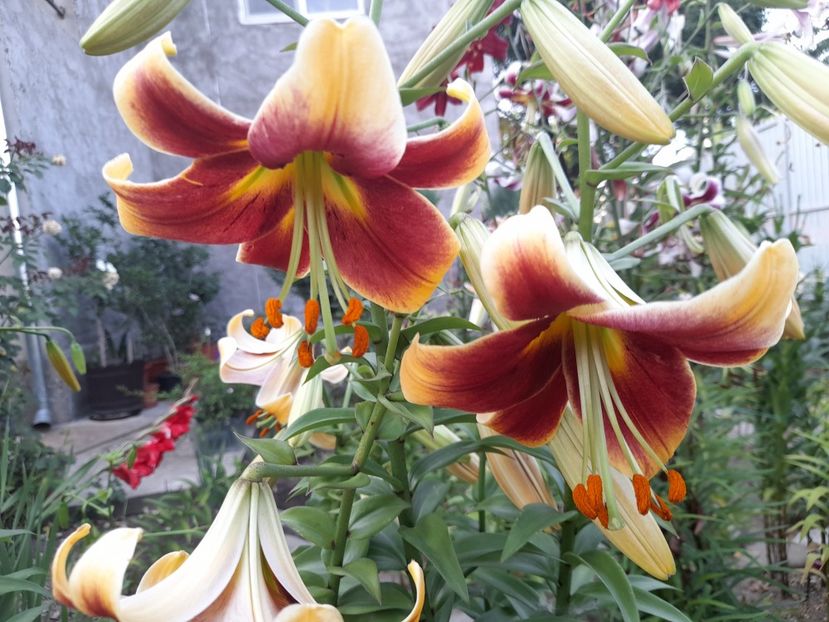  - 1 Bucurii nemuritoare 2023