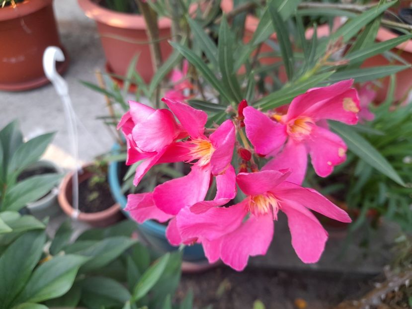  - 1 Bucurii nemuritoare 2023