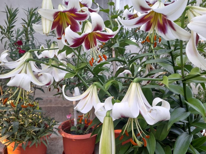  - 1 Bucurii nemuritoare 2023