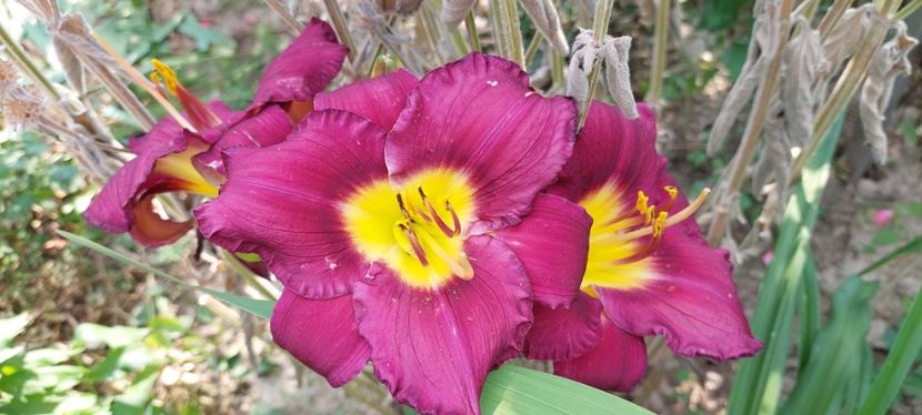Nr 4 15 lei - Hemerocallis Crin de o zi