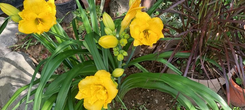 Nr 3 remontant - Hemerocallis Crin de o zi