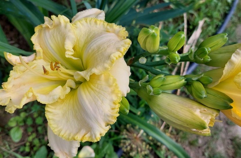 Nr 9 20lei nu e în stoc - Hemerocallis Crin de o zi