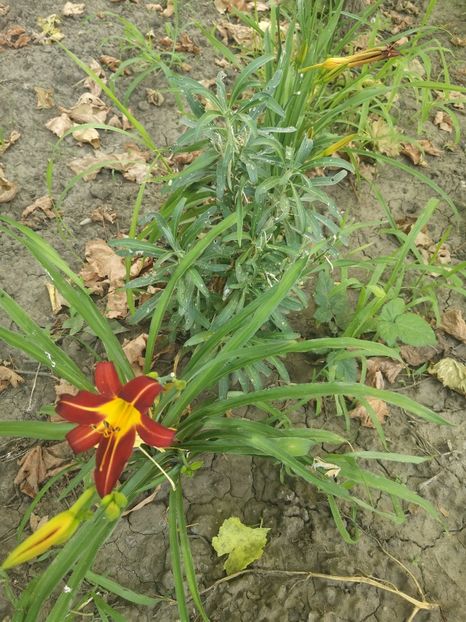  - hemerocallis 2023