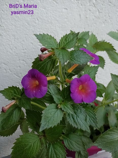 13.07.2023 - BriDs Maria